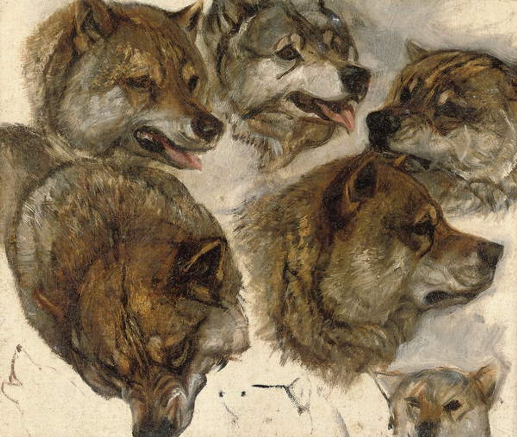 Detail of Studies of huskies' heads by George Bouverie Goddard