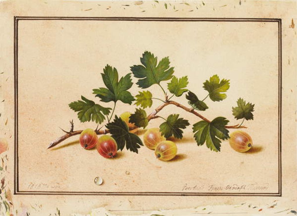 Detail of Gooseberries, 1818 by Fedor Petrovich Tolstoy