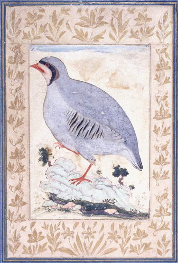 Detail of A Red-legged Partridge, c. mid 17th century by Persian School