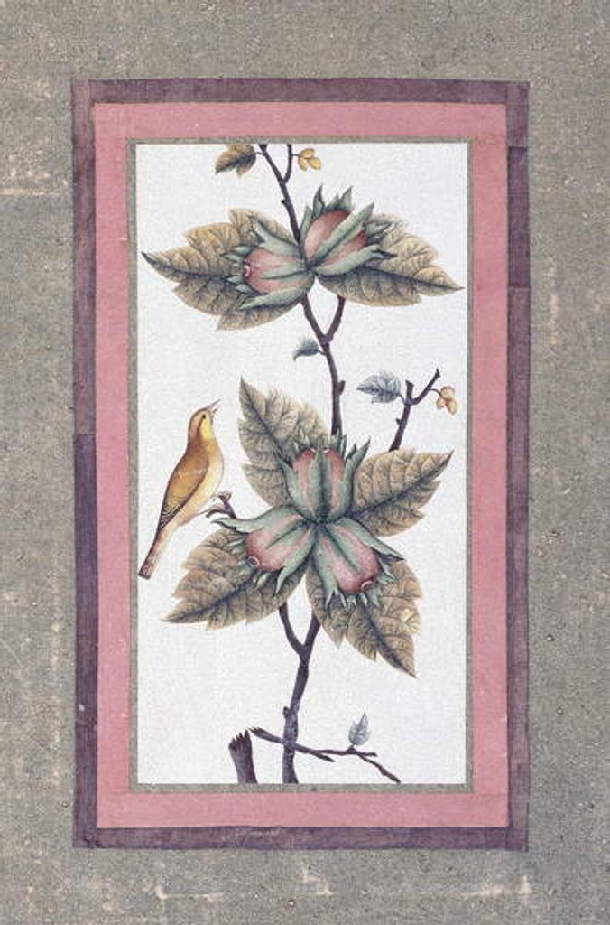 Detail of Bird and Flower Study, c.1780 by Persian School