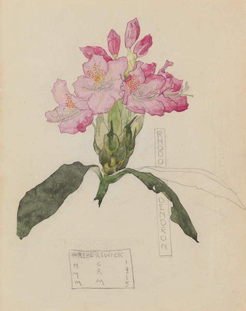 Detail of Study of a Rhododendron, 1915 by Charles Rennie & MacDonald Mackintosh Margaret (1864-1933) Mackintosh