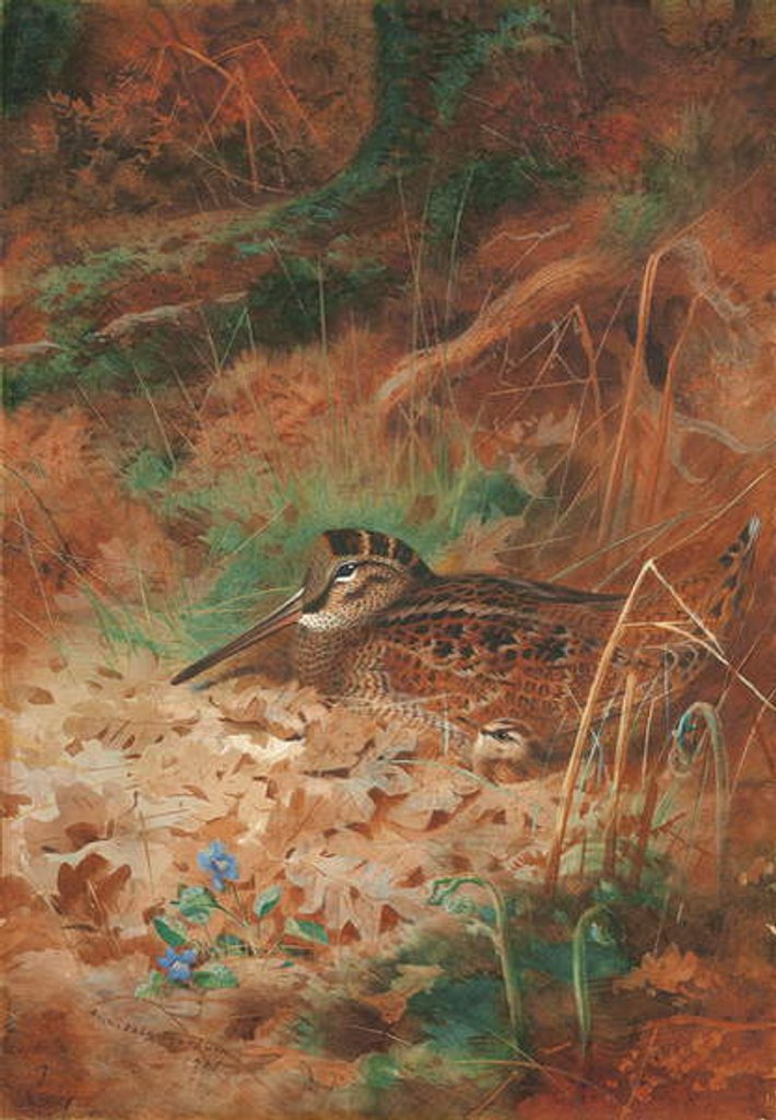 Detail of A Woodcock and Chick in Undergrowth, 1905 by Archibald Thorburn