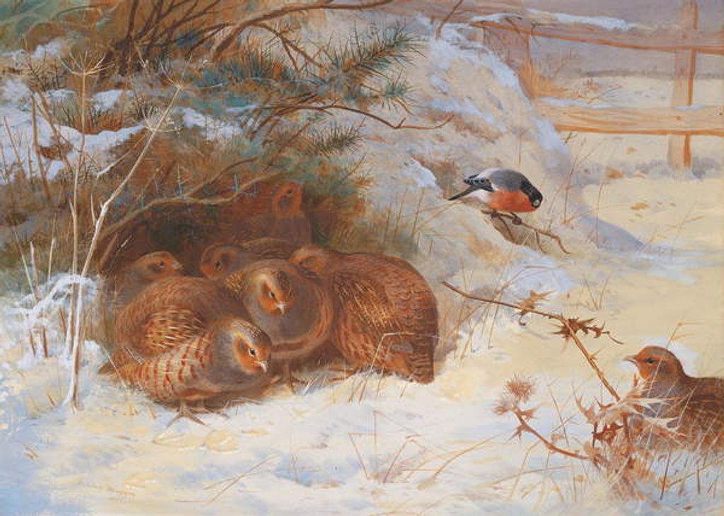 Detail of Frosty Morning, Pheasant in Winter, 1899 by Archibald Thorburn