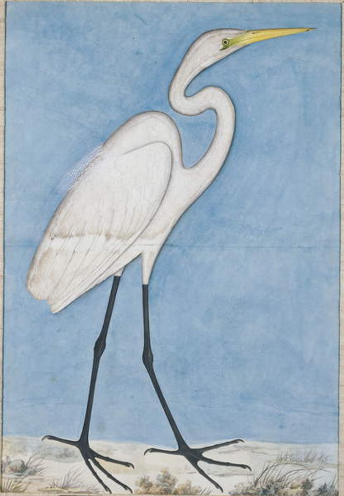 Detail of A Great Egret, Lucknow, c.1790 by Indian School