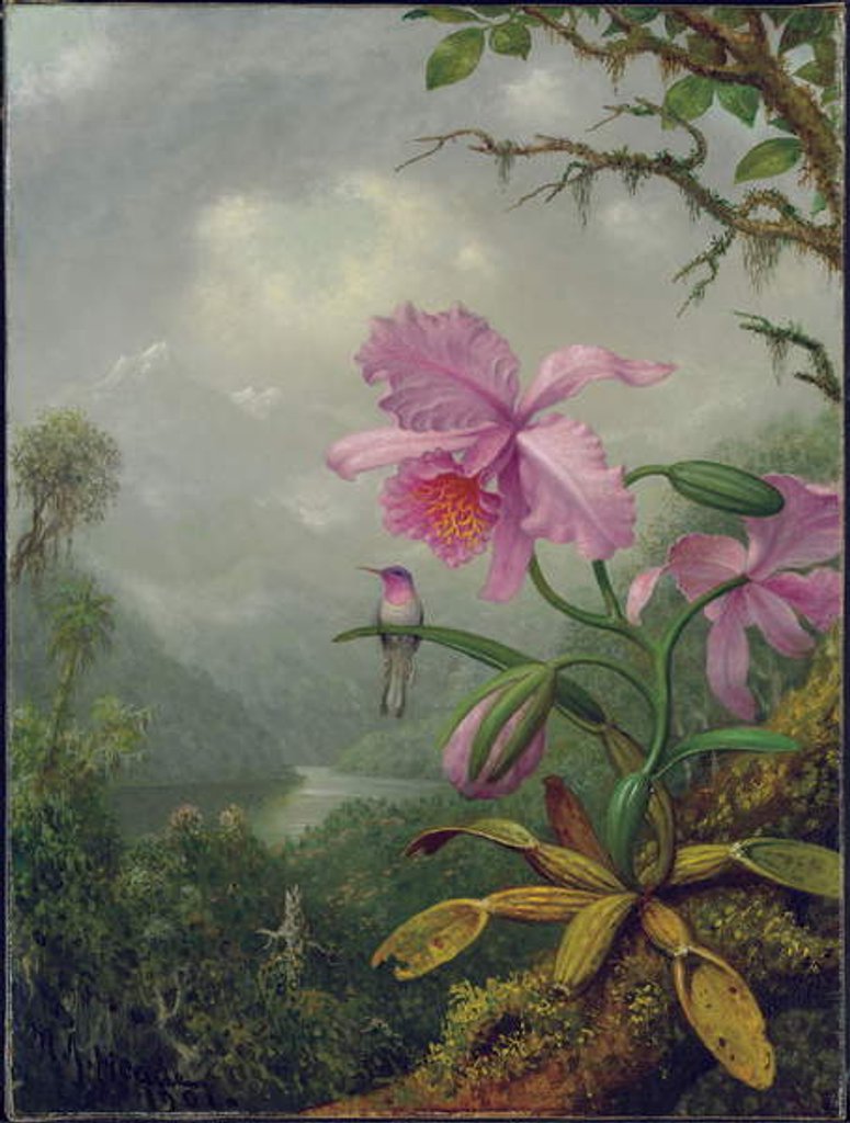 Detail of Hummingbird Perched on an Orchid Plant, 1901 by Martin Johnson Heade