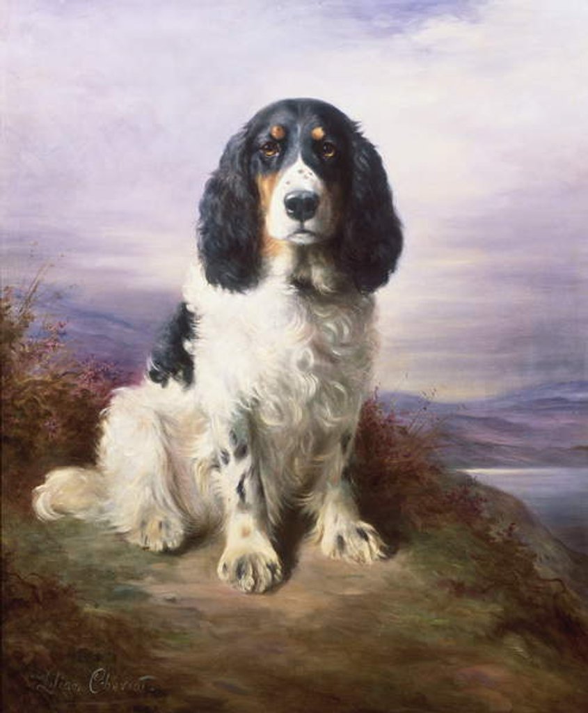 Detail of Royal, a Tri-Colour Working Springer Spaniel by Lilian Cheviot