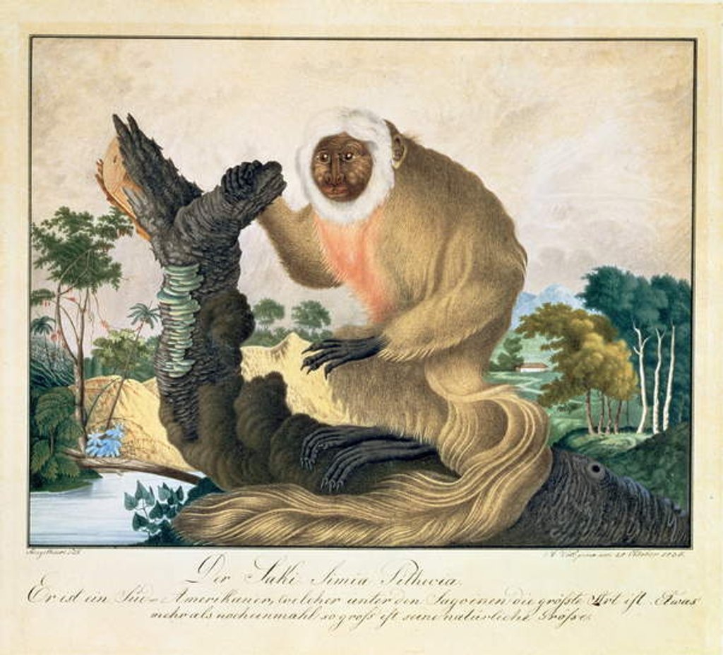 Detail of The Saki Monkey, 1835 by Aloys Zotl