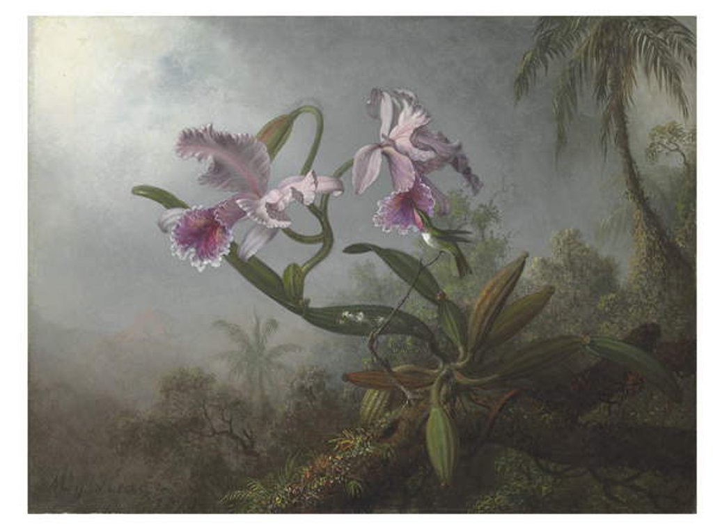 Detail of Pink orchids and hummingbird on a twig, 1875 by Martin Johnson Heade