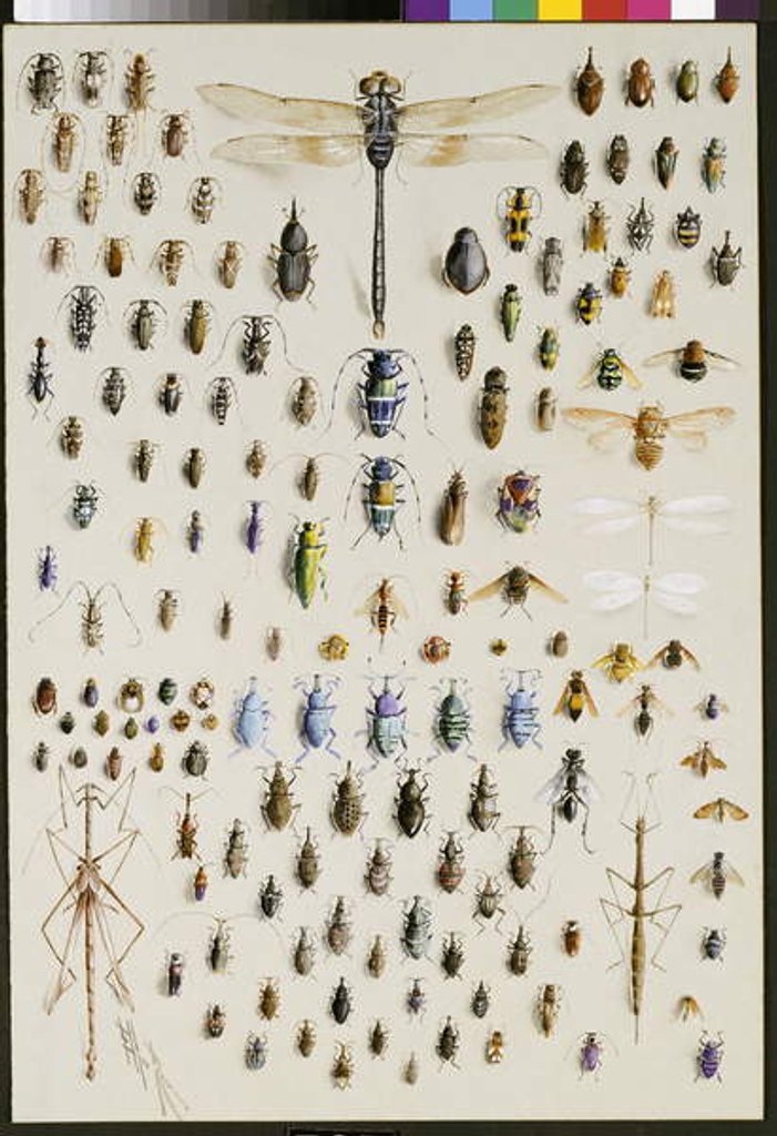Detail of One hundred and fifty insects, dominated at the top by a large dragonfly by Marian Ellis Rowan