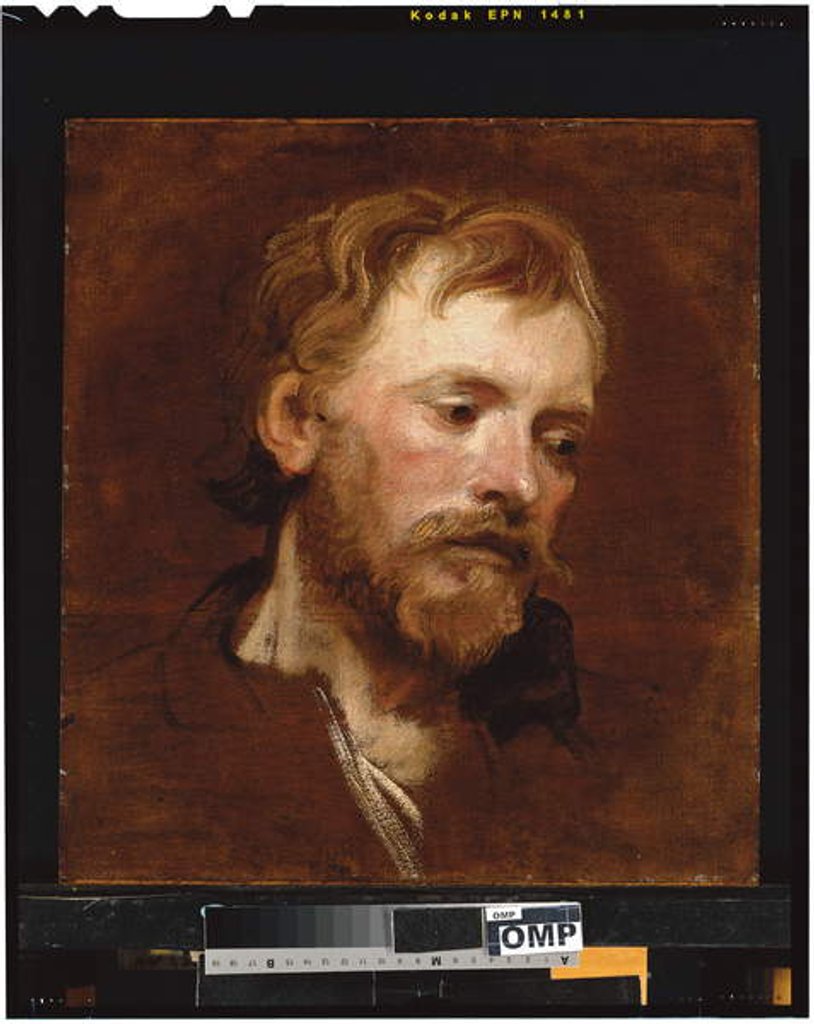 Detail of A bearded man, a study by Anthony van Dyck