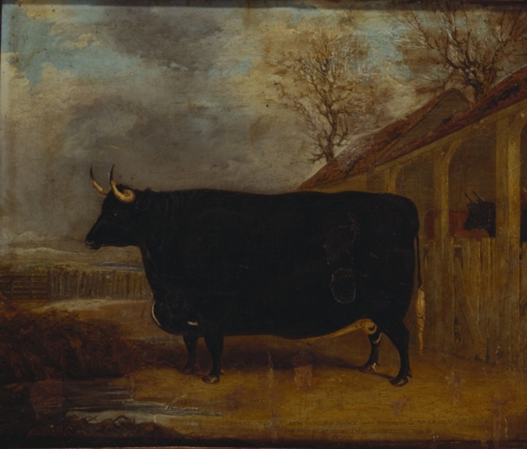 Detail of A black bull standing by a cowshed, an extensive landscape beyond by James Pollard