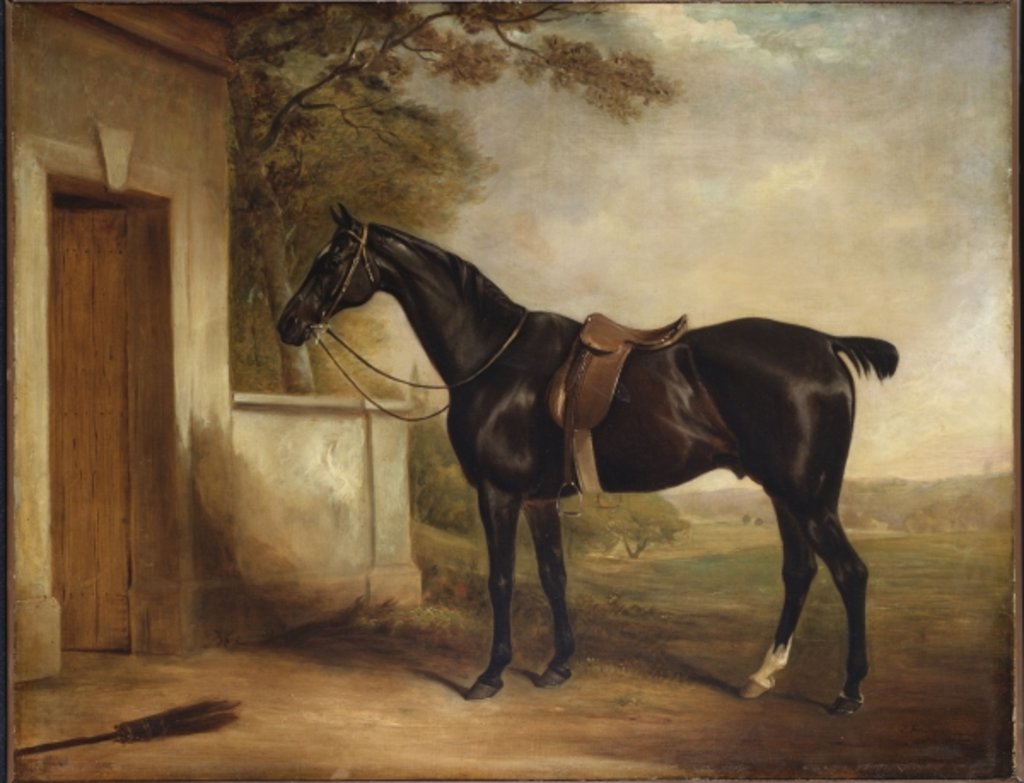 Detail of Portrait of Buckle, First Lord Chesham's Hunter, 1836 by John E. Ferneley