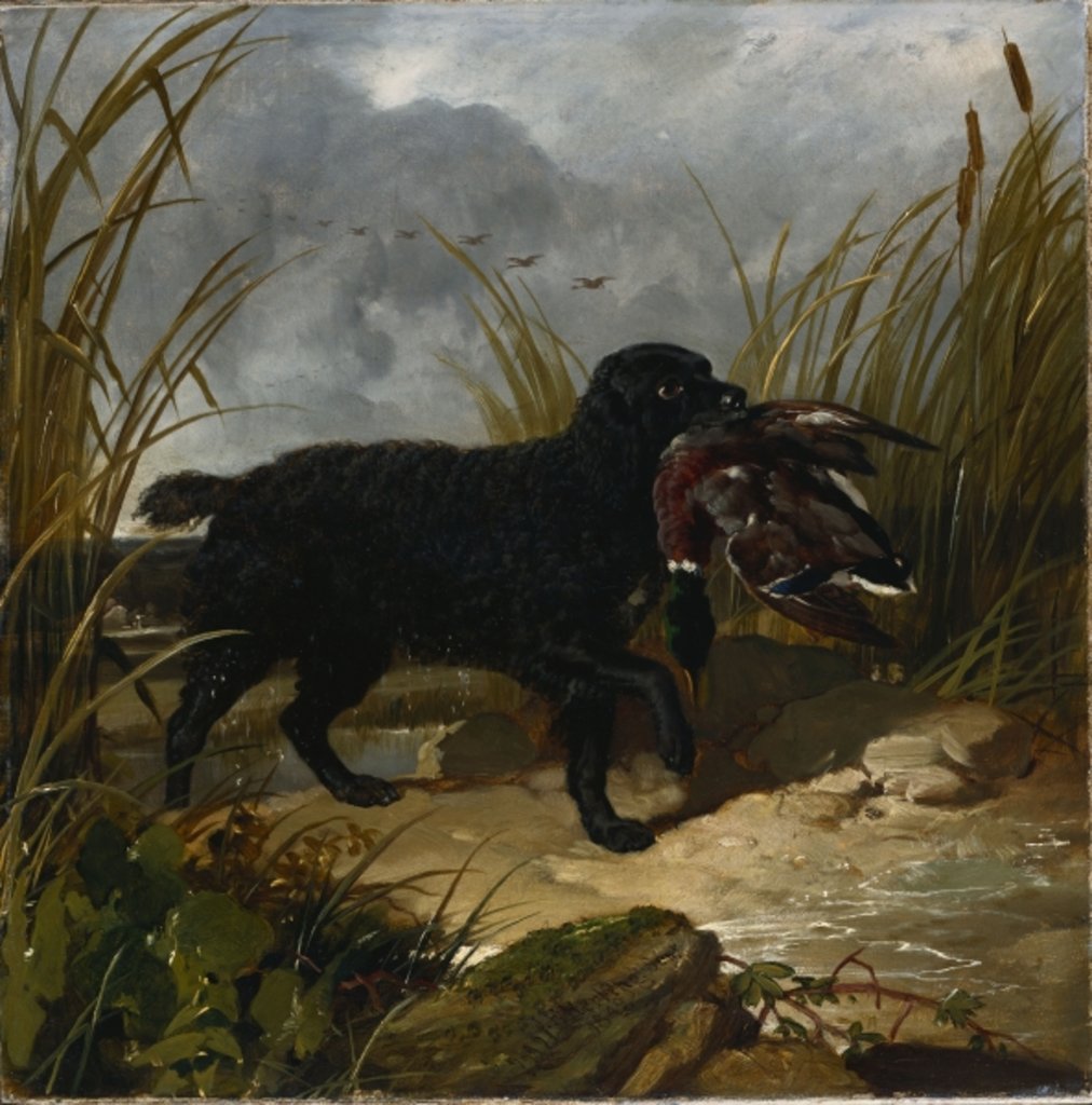 Detail of An Irish Water Spaniel Retrieving a Mallard Drake, 1849 by John Frederick Herring Snr