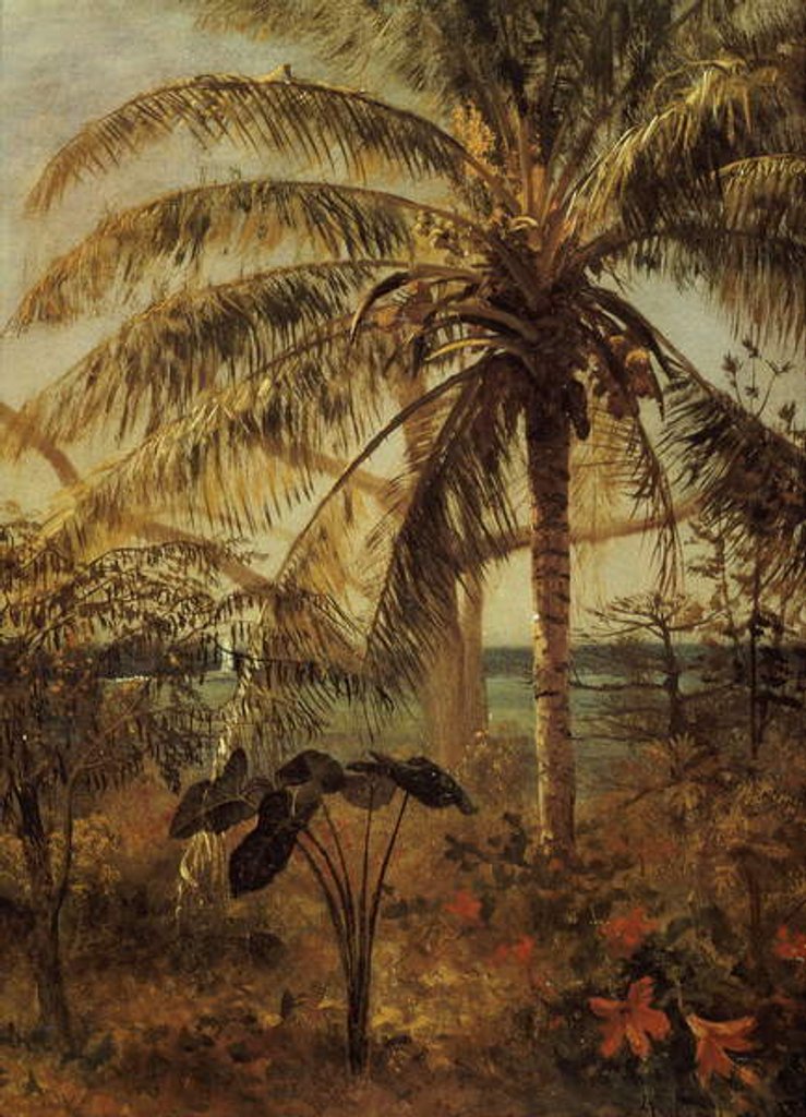 Detail of Palm Tree, Nassau, 1892 by Albert Bierstadt