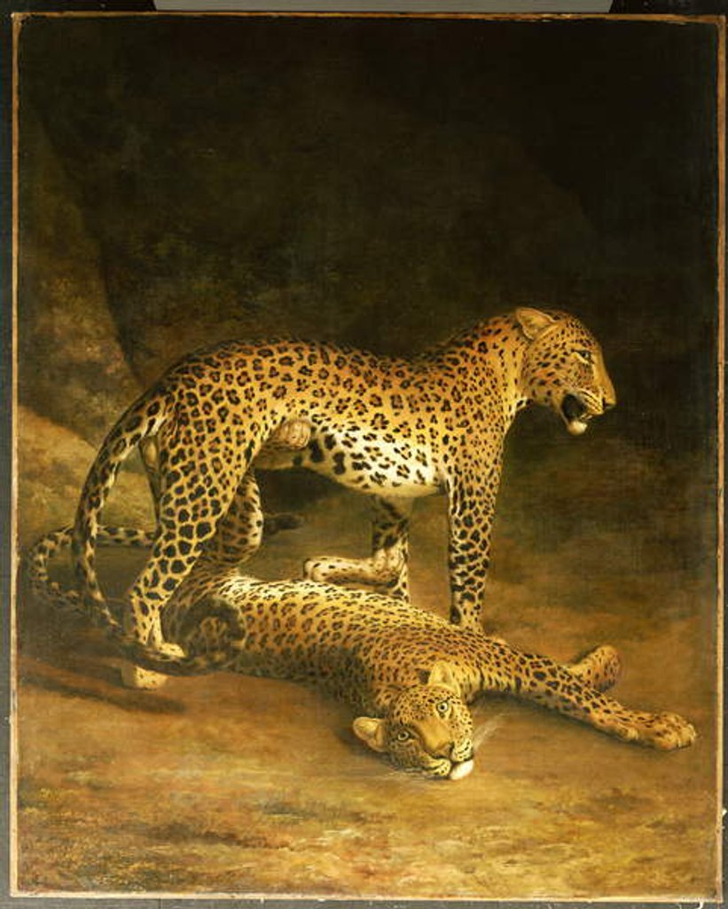 Detail of Two Leopards lying in the Exeter Exchange, 1808 by Jacques-Laurent Agasse