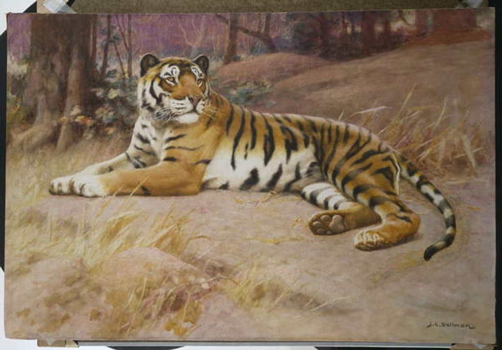 Detail of The Tiger by John Charles Dollman