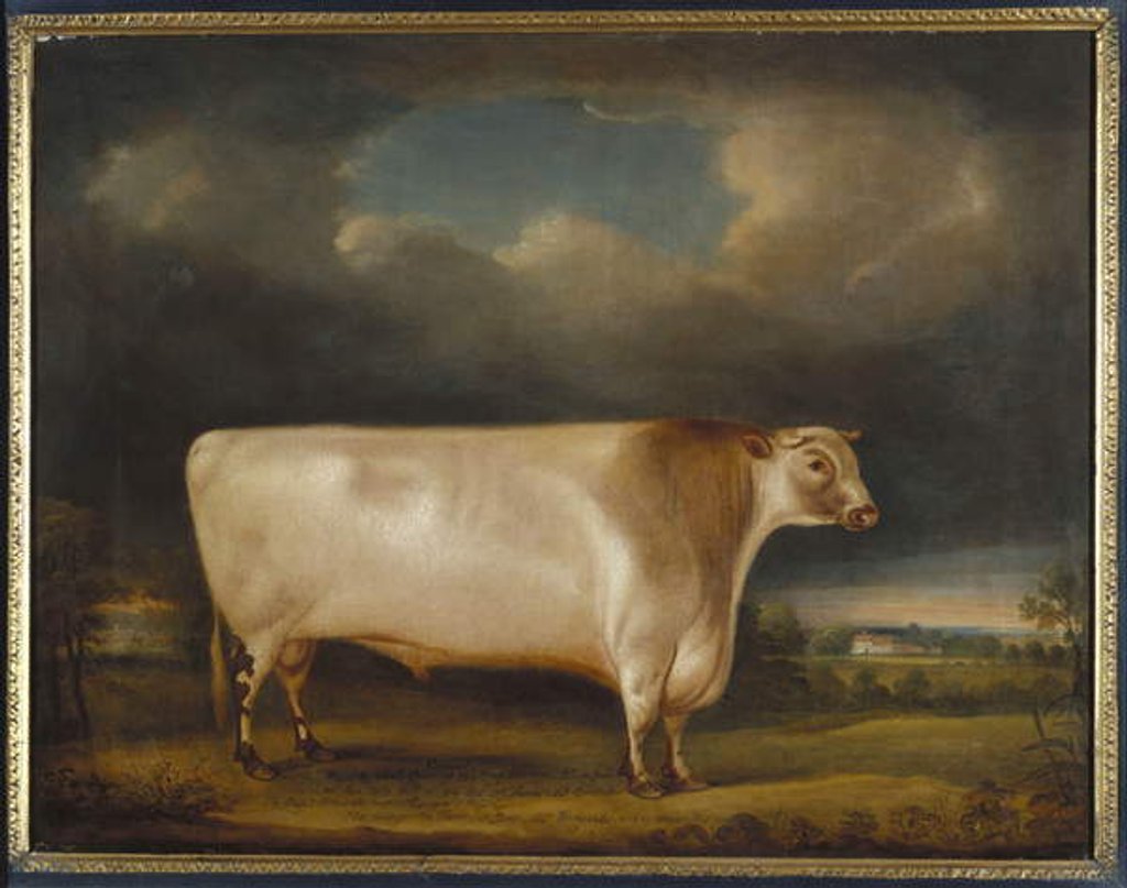 Detail of Comet, a light roan short-horn bull in a landscape, 1811 by Thomas Weaver