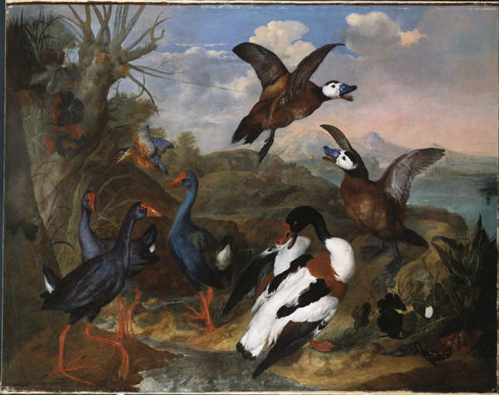 Detail of Shell Ducks and other Fowl in a Landscape, 1720 by Ferdinand Phillip de Hamilton