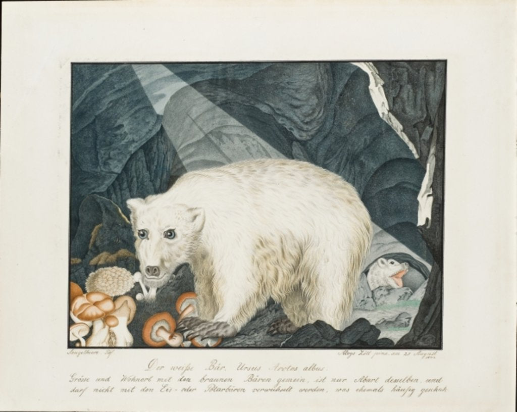 Detail of The White Bear, 1844 by Aloys Zotl