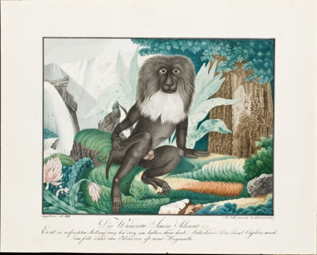 Detail of A Macaque, 1837 by Aloys Zotl