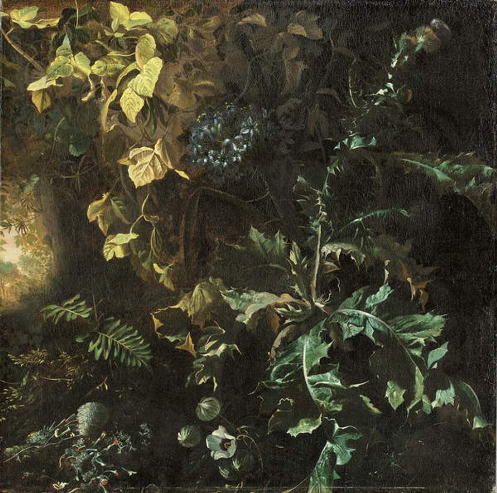 Detail of Thistles and other plants on a forest floor, a landscape beyond, fragment by Matthias Withoos