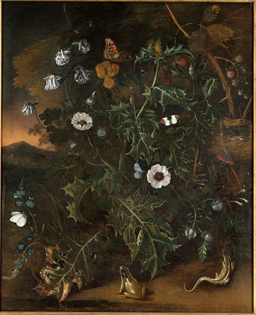 Detail of Thistles, brambles, poppies and other plants by Matthias Withoos