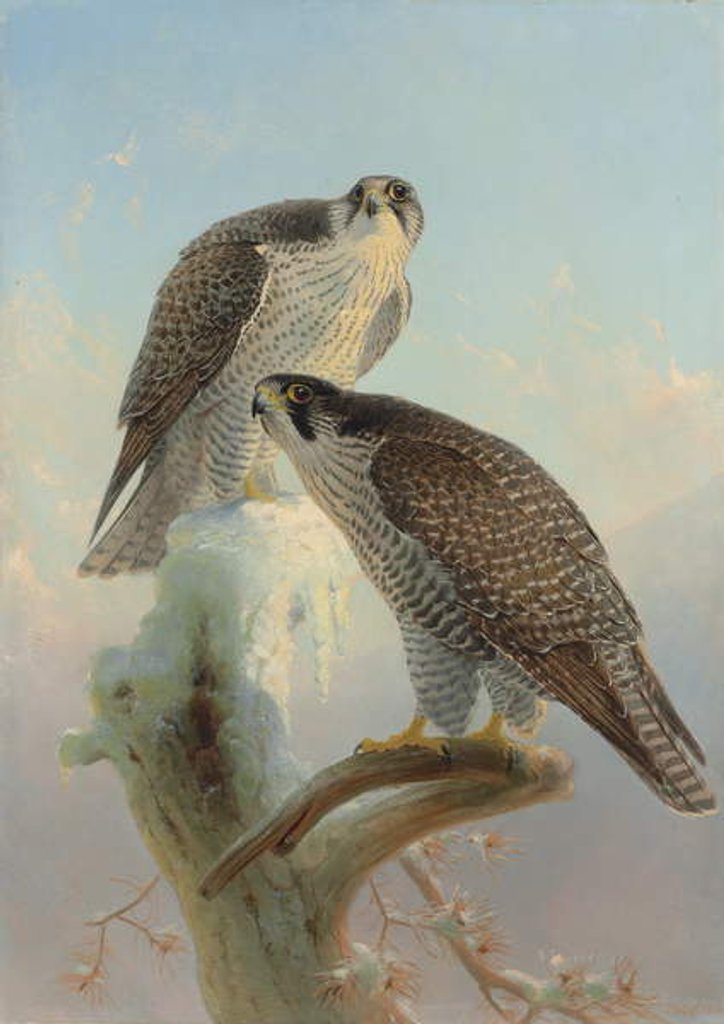 Detail of Norwegian gyrfalcon, 1866 by Joseph Wolf