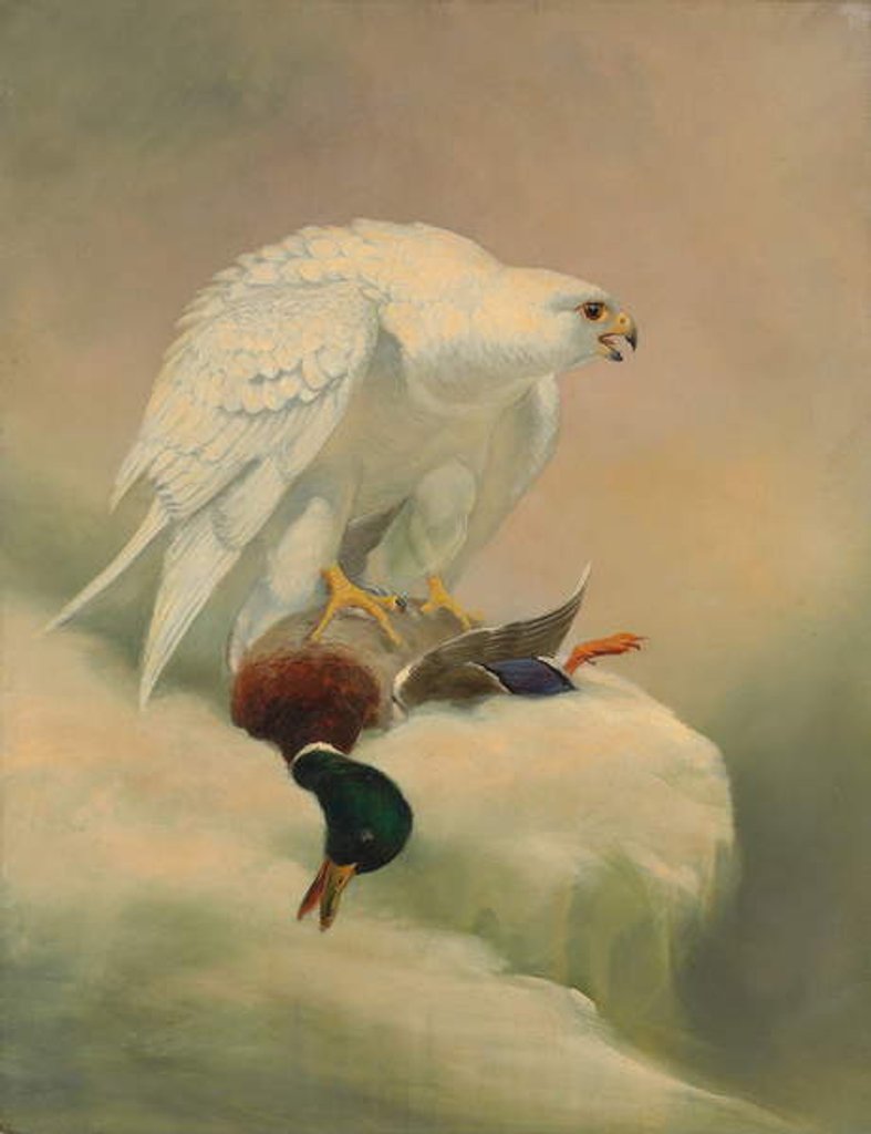 Detail of Gyrfalcon and mallard by Joseph Wolf