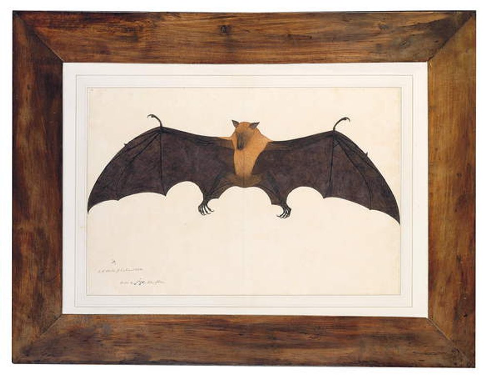 Detail of Great Indian Fruit Bat, Pteropus giganteus, with both wings outstretched, c.1778-82 by Das Bhawani