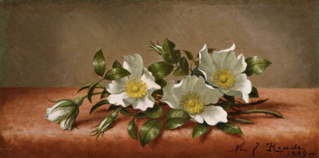 Detail of Cherokee Roses, 1889 by Martin Johnson Heade