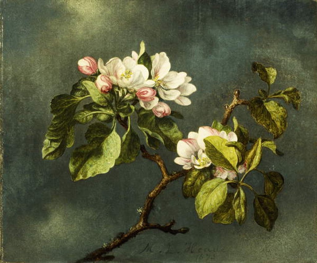 Detail of Apple Blossoms by Martin Johnson Heade