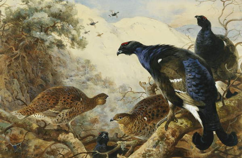 Detail of Blackgame, 1928 by Archibald Thorburn