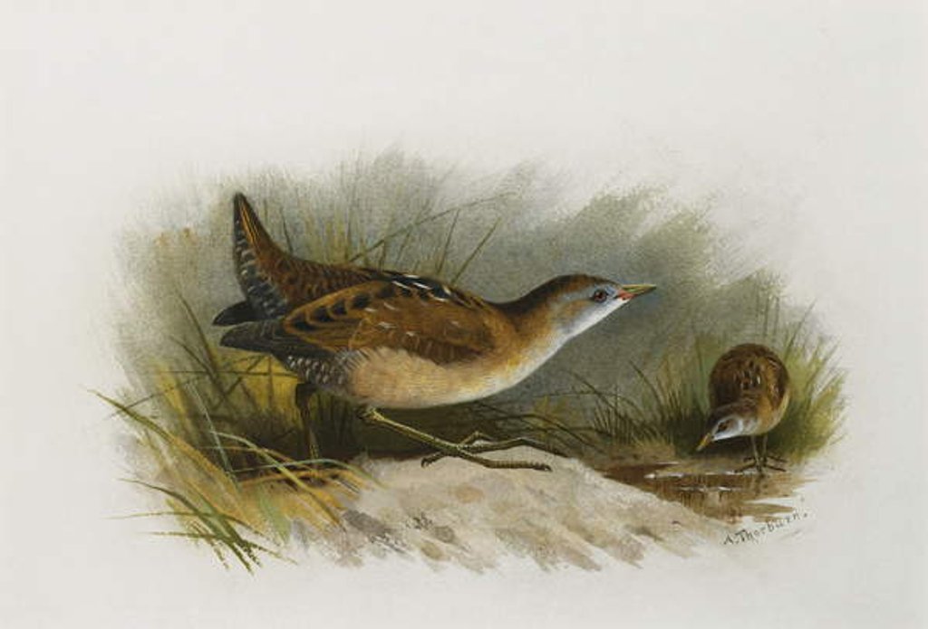 Detail of A Little Crake by Archibald Thorburn
