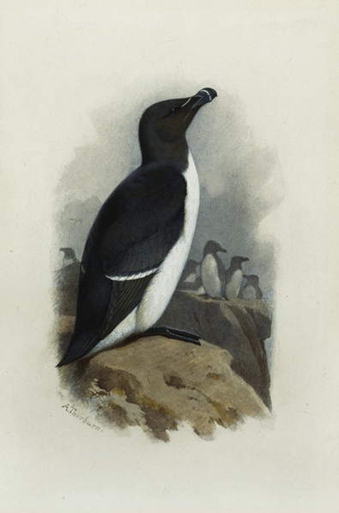 Detail of A Razorbill by Archibald Thorburn