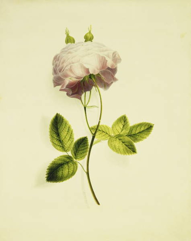 Detail of A Pink Rose by James Holland