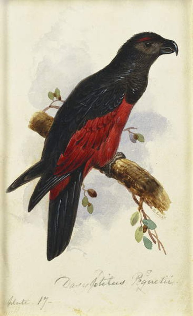 Detail of Pesquet's Dasyptilus by Edward Lear