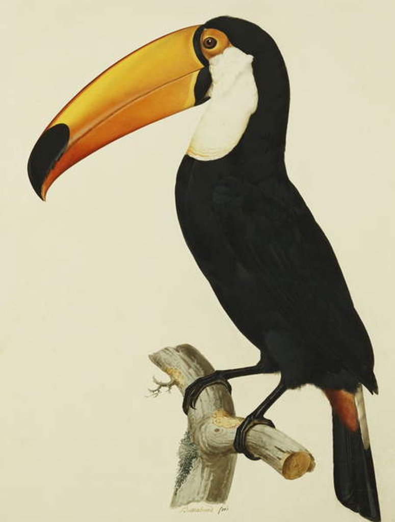 Detail of The Toco Toco Toucan by Jacques Barraband