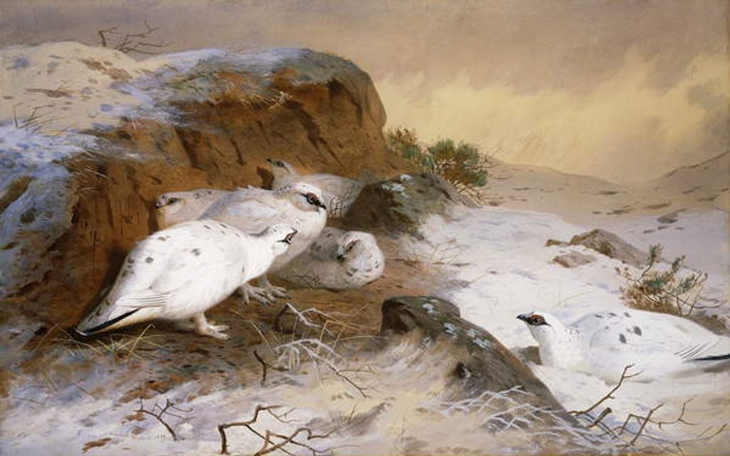 Detail of Ptarmigan in the Snow, 1898 by Archibald Thorburn