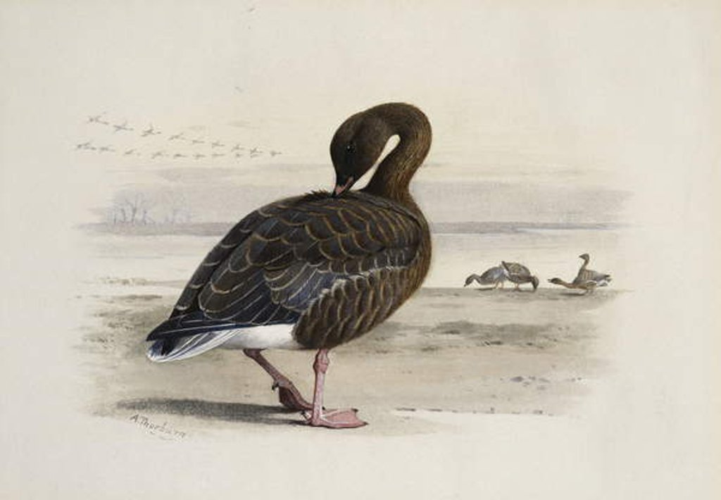 Detail of A Pink-Footed Goose by Archibald Thorburn