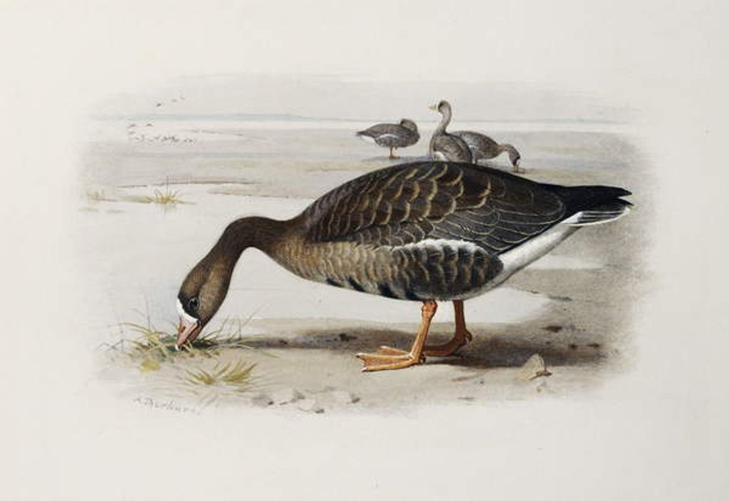 Detail of A White-Fronted Goose by Archibald Thorburn