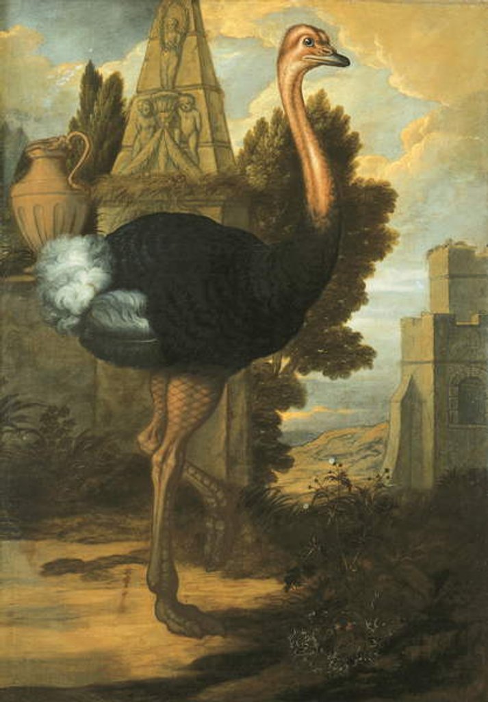 Detail of An Ostrich by Francis Barlow