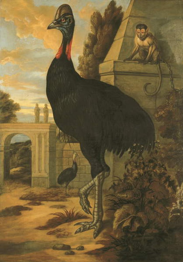 Detail of A Cassowary by Francis Barlow