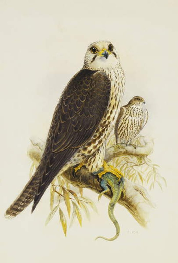 Detail of Saker Falcon by Joseph Wolf