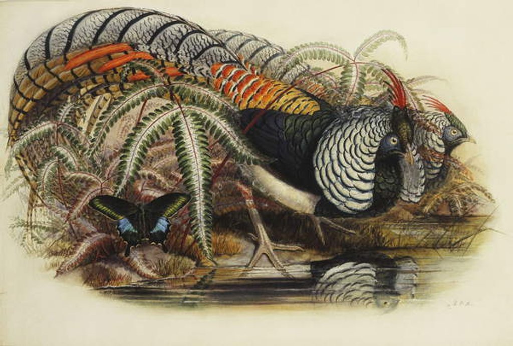 Detail of Lady Amherst's Pheasant by Henry Constantine Richter