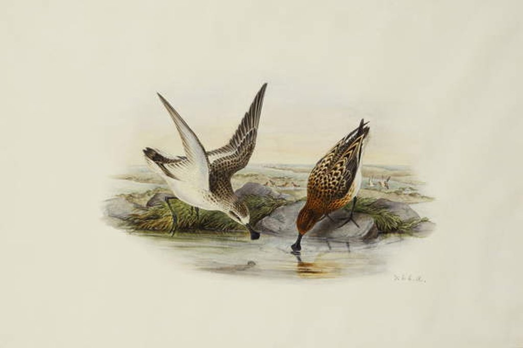 Detail of Spoonbill Sandpiper by Henry Constantine Richter