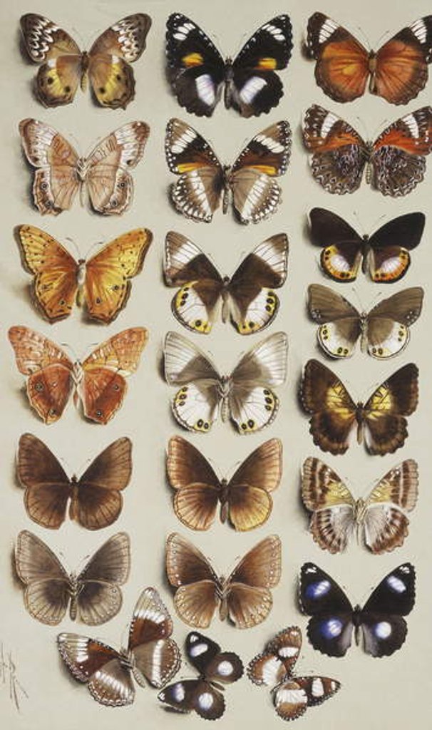 Detail of Twenty-two butterflies in three columns, all belonging to the family Nymphalidae by Marian Ellis Rowan