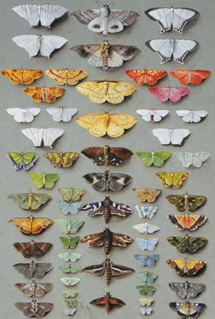 Detail of Sixty-three Moths, arranged inthree or five irregular columns by Marian Ellis Rowan