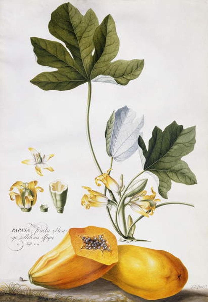 Detail of Papaya, by Georg Dionysius Ehret
