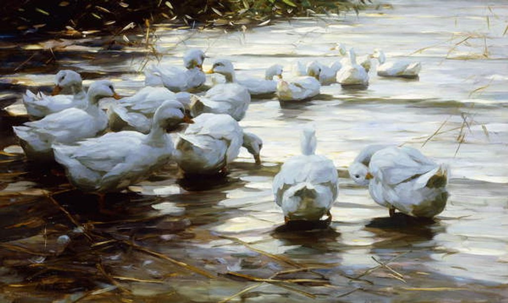 Detail of Ducks in Shallow Water Reed by Alexander Koester