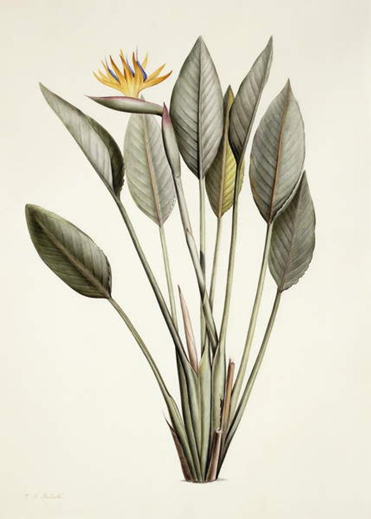 Detail of Bird of Paradise; Strelitzia Reginae by Pierre Joseph Redouté